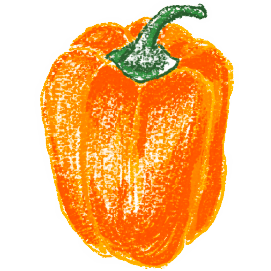 Illustration of an orange bell pepper